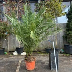 Phoenix canariensis 150/175