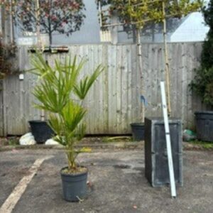 Chamaerops Excelsa T40-60 c7