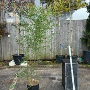 Phyllostachys Aurea150/175cm 10LTR (Bamboo)