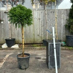 Cryptomeria Jap Globosa Nana Quater Std
