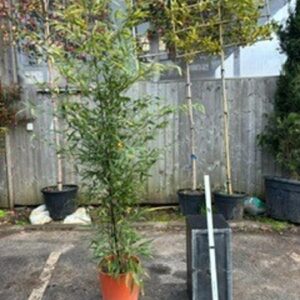Phyllostachys Nigra 175/200 15LTR (Bamboo)