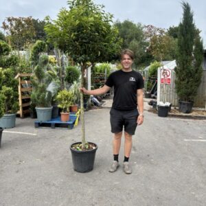 Prunus lusitanica 10-12 1/2 std