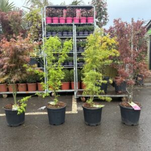 Japanese maple, Maple