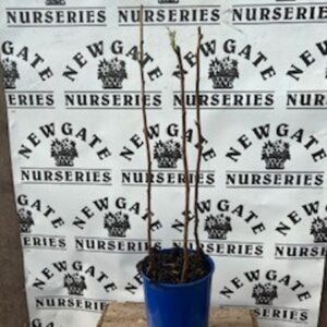 Raspberry Autumn Bliss 3 Canes Potted