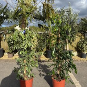 Ficus BENJAMINA mix