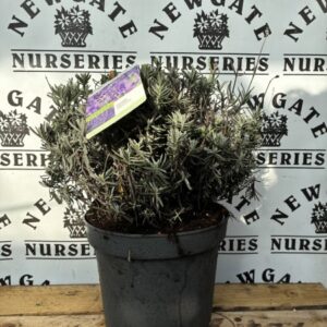 lavender Hidcote C5