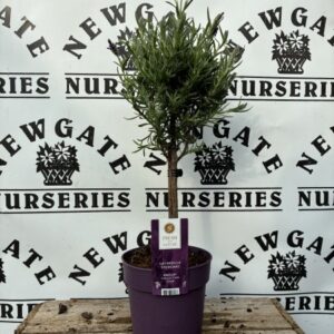 Lavender Stoechas Anuk Mini Standard
