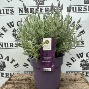 Lavandula Silver Anouk C1.95