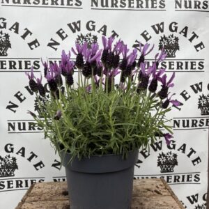 Lavender Stoechas 'Toscane' C3