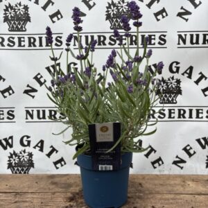 Lavandula Stoechas mix c1.5