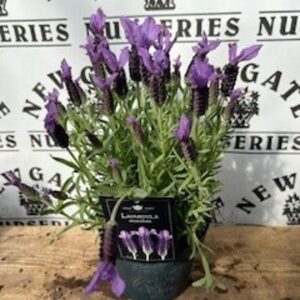 Lavandula Stoechas C1.95