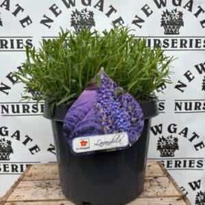 Lavandula angustifolia Dwarf Blue