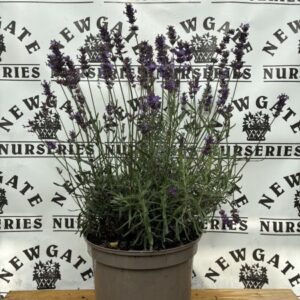 Lavandula Grosso C3