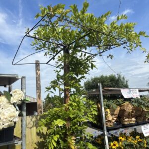 Wisteria sinensis Prolific Parasole 200cm height