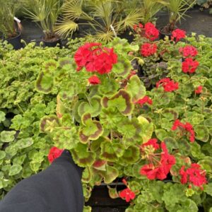 Upright Geranium 4 Pack