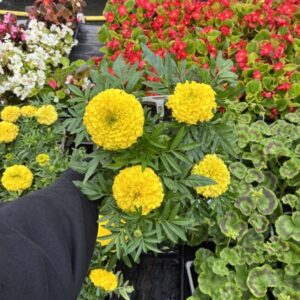 African Marigold 4 Pack yellow