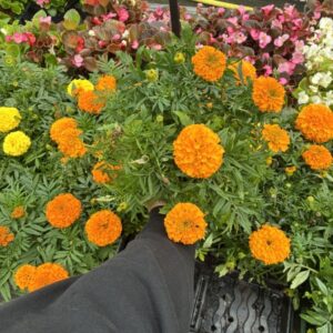 African Marigold 4 Pack Orange