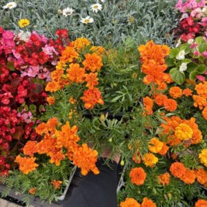 French Marigold 6 Pack Orange