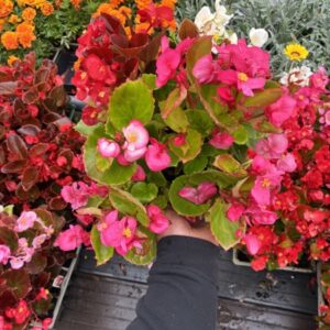 Begonia semavirens 6 Pack Mixed