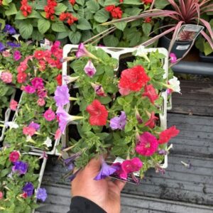 Petunia Piccobella 6 Pack Mixed