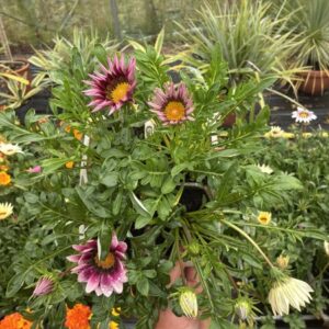 Petunia Gazania 6 Pack Mixed