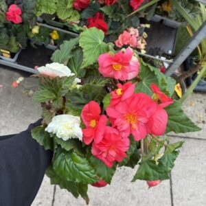 NonStop Begonia 4 Pack