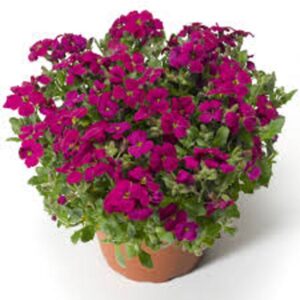 Aubretia Dr Mules