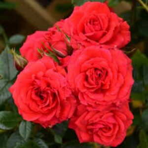 Rose Patio Albert