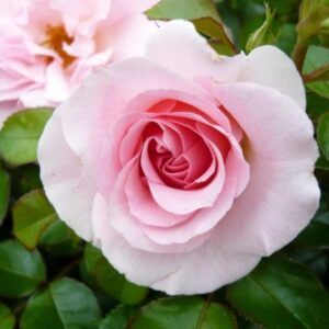 Rose Hybrid T Happy Retirement