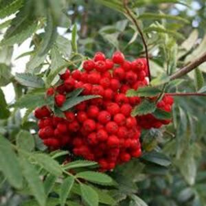 Sorbus aucuparia, commonly known as the rowan or European mountain ash, is a medium-sized deciduous tree admired for its ornamental flowers, bright berries, and vibrant autumn colour. Typically, it grows to around 10–15 metres tall with a slender, upright trunk and a rounded to oval canopy. Its pinnate leaves, composed of 9–15 lance-shaped leaflets, are bright green in summer and turn shades of yellow, orange, or red in autumn, providing multi-seasonal interest.