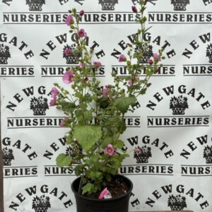Anisodontea Lady In Pink