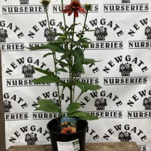 Echinacea Adobe Orange C3