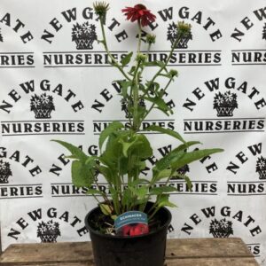 Echinacea Salsa Red