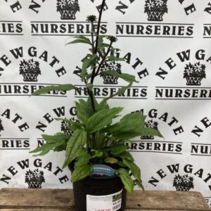Echinacea Sombrero Rose