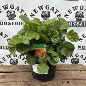 Geum Orange Queen
