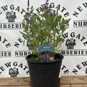 Salvia New Dimension Blue