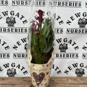 Zantedeschia Mix C2 (Choose Colour)