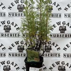 Artemesia 'Coca Cola'