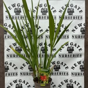 Crocosmia Lucifer c3