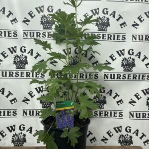 Delphinium Pacific Blue Bird