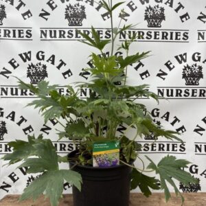 Delphinium Pacific Black Knight