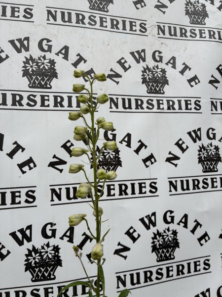 Delphinium Guardian Lavender - Image 2