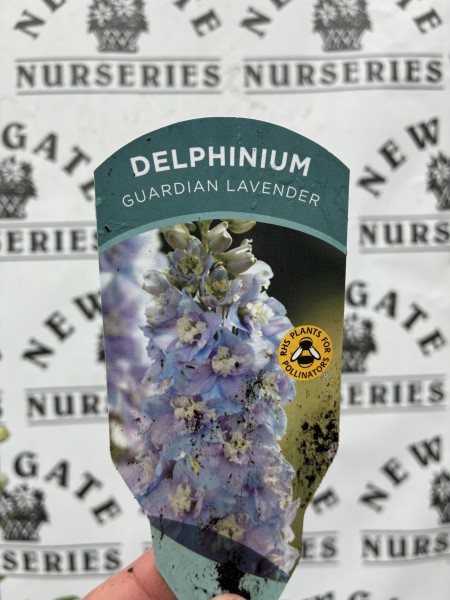 Delphinium Guardian Lavender - Image 3