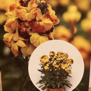 Erysimum Erysistible Yellow