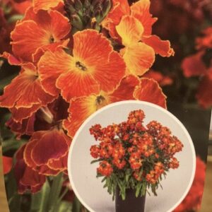 Erysimum Erysistible Fire