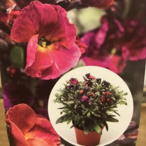Erysimum Erysistible Porte Magenta