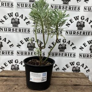 Euphorbia Glacier Blue