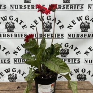 Gerbera Royal Red
