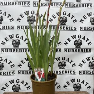 Gladiolus Glamini