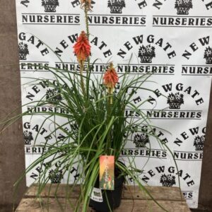 kniphofia popsicle